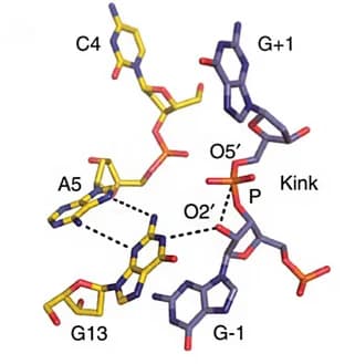 Open access visualization of Chemical Structure, Coordination Simulation, Pb2+, Catalytic Water, DNAzyme/Pb2+ Structure
