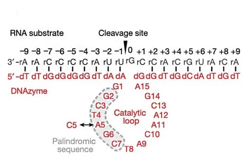 Open access visualization of Illustration, Workflow, Schematic Diagram, 10-23 DNAzymes, mRNA