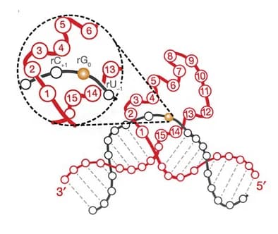 Open access visualization of Illustration, Chemical Structure, Precatalytic Complex, Catalytic Core, Catalytic Site
