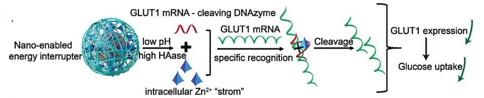 Open access visualization of Workflow, Illustration, GLUT1 mRNA, DNAzymes, Zn2+nanocarrier