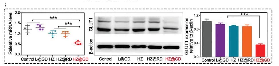 Open access visualization of Error Bars, Bar Plot, Gel, GLUT1 mRNA, DNAzymes