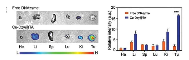Open access visualization of Bar Plot, Error Bars, Photo, Nanosystems, Biodistribution