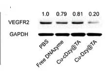 Open access visualization of Gel, VEGF-R2, Treatment Groups, Inhibition