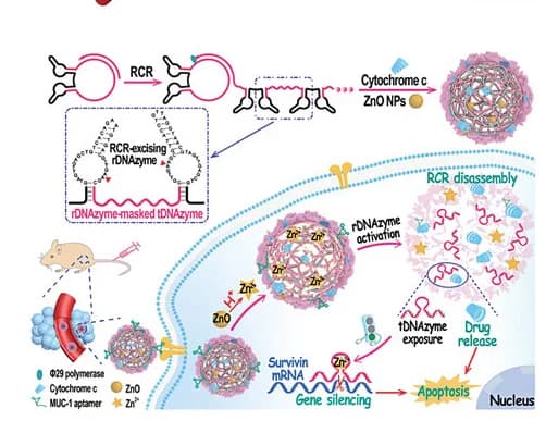 Open access visualization of Workflow, Illustration, DNAzymes, Stimulated Carrier