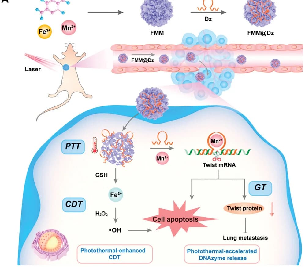 Open access visualization of Workflow, Illustration, Endocytosis, Photothermal Therapy, Photodynamic Therapy