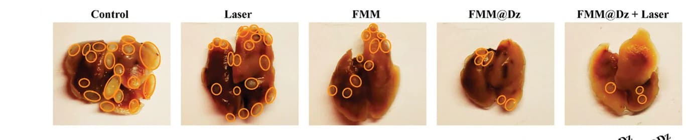 Open access visualization of Photo, Lung, Mice