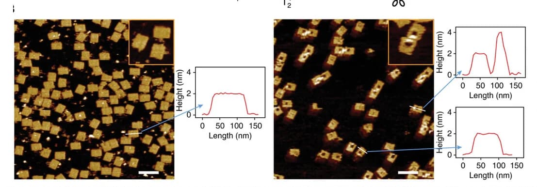 Open access visualization of Microscopy, Line Plot, AFM, Origami Tile, Locked Configuration