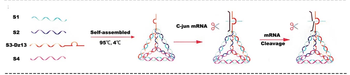 Open access visualization of Workflow, Illustration, DNA, Tetrahedral Nanomachines, DNAzymes