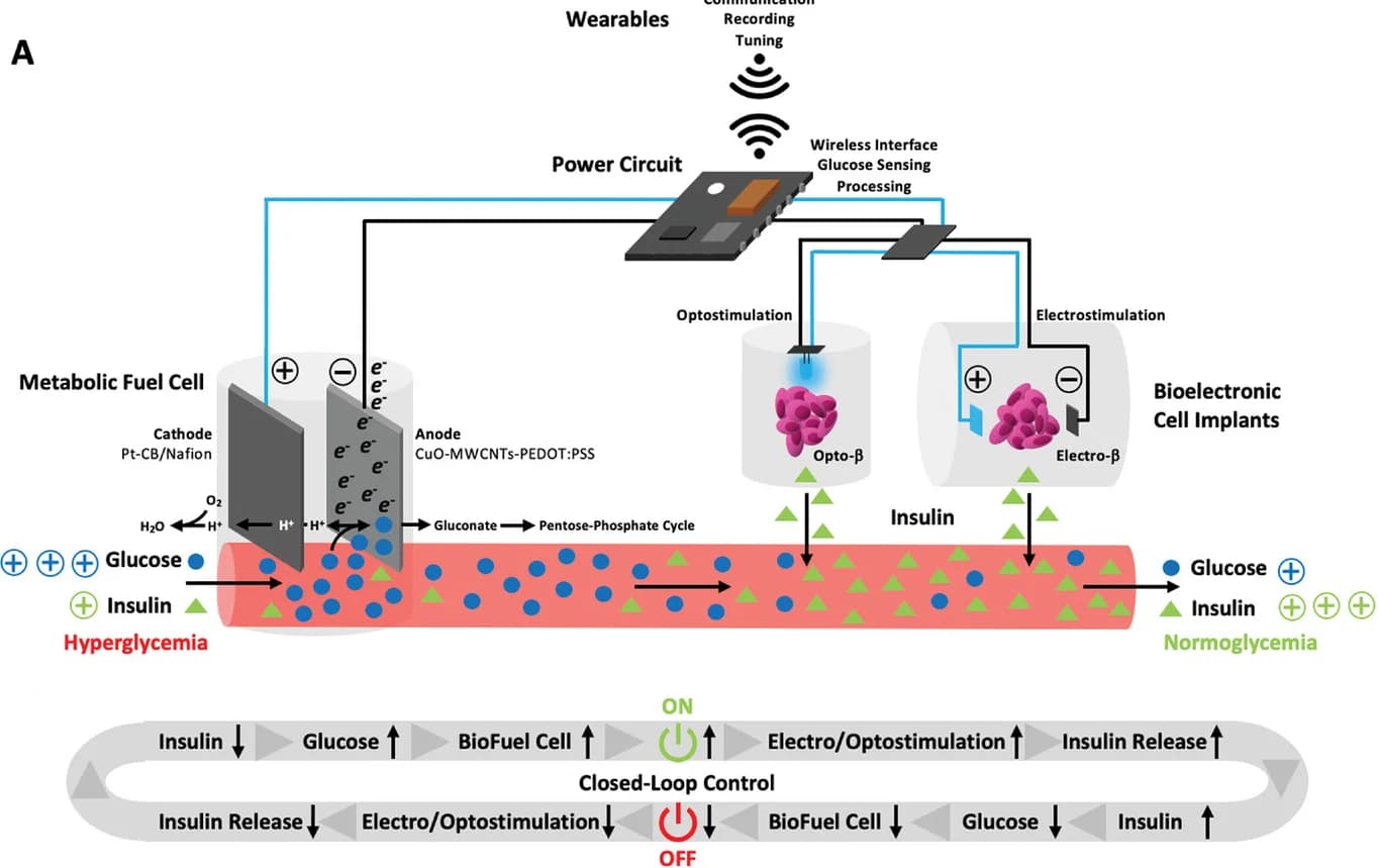 Open access visualization of Workflow, Illustration, Blood-Glucose Homeostasis, Metabolic Fuel Cell, Engineered Human Cells
