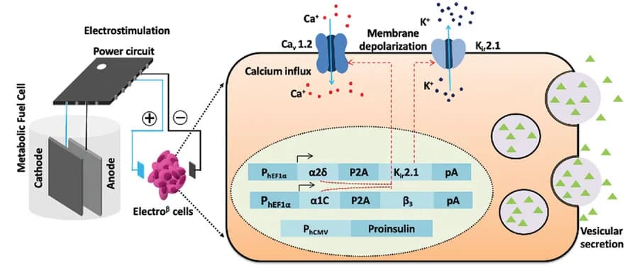 Open access visualization of Workflow, Illustration, Metabolic Fuel Cell, Insulin Secretion, Electroβ Cells