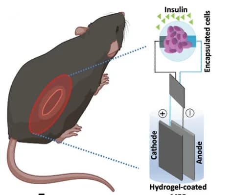 Open access visualization of Illustration, Workflow, Electroβ Cells, Metabolic Fuel Cell, Mouse