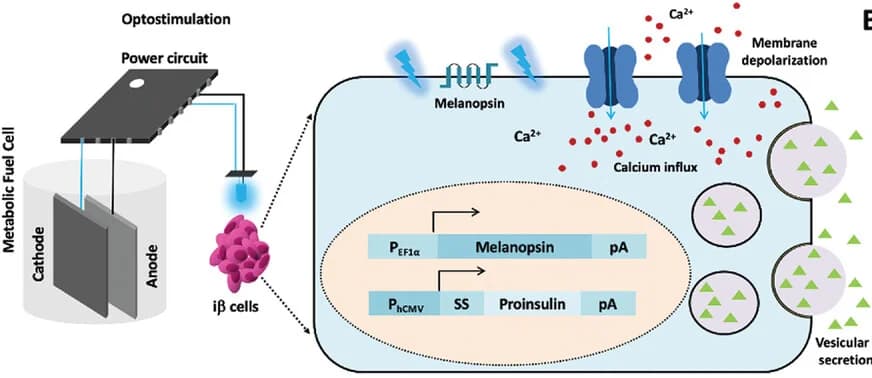 Open access visualization of Workflow, Illustration, Metabolic Fuel Cell, Insulin Secretion, iβ-cells