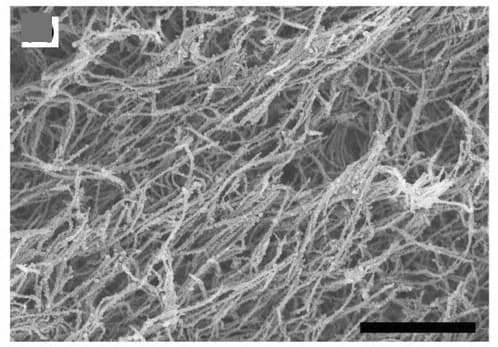 Open access visualization of Microscopy, SEM, FMOF-808-NA1
