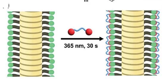 Open access visualization of Illustration, Workflow, Supramolecular Fiber, Self-Assembled, Cross-Linked