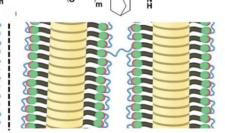 Open access visualization of Illustration, Intrafiber Cross-Linking, Interfiber Cross-Linking, Molecular Level, PEG
