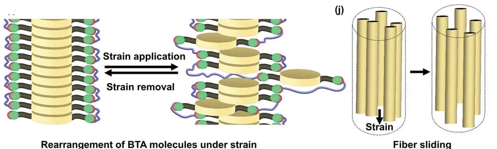 Open access visualization of Illustration, Energy dissipation, Strain loading, Network rearrangement, BTA fibers
