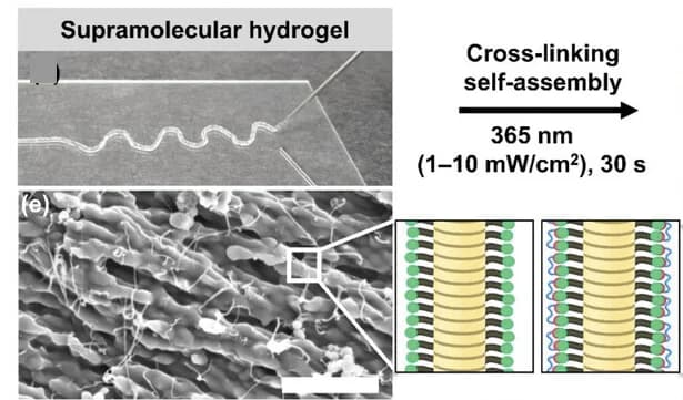 Open access visualization of Microscopy, Illustration, Supramolecular Hydrogel, Fiber Extrusion, Cross-linking