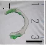 Open access visualization of Photo, Cartilage Model, Hydrogel, Thiol Cross-linker, 3D Printing