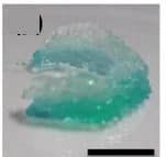 Open access visualization of Photo, Cartilage Model, Hydrogel, Thiol Cross-linker, 3D Printing