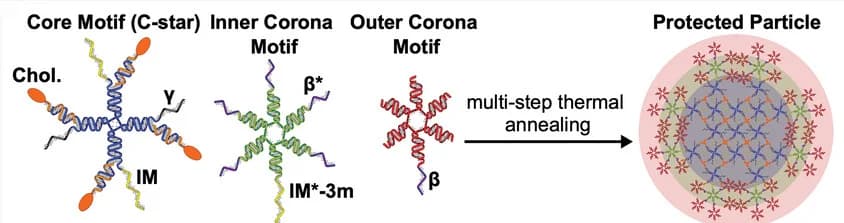 Open access visualization of Illustration, Workflow, DNA Particles, DNA Nanostars, Cholesterolized DNA