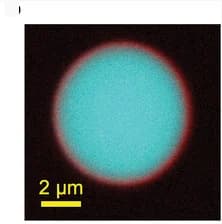Open access visualization of Microscopy, Confocal Microscopy, Core-Shell Structure, CMs, OCMs