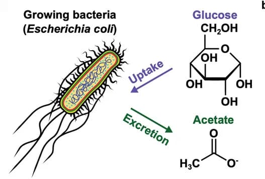 Open access visualization of Illustration, Workflow, Glucose Metabolism, E. coli, Acetate Release