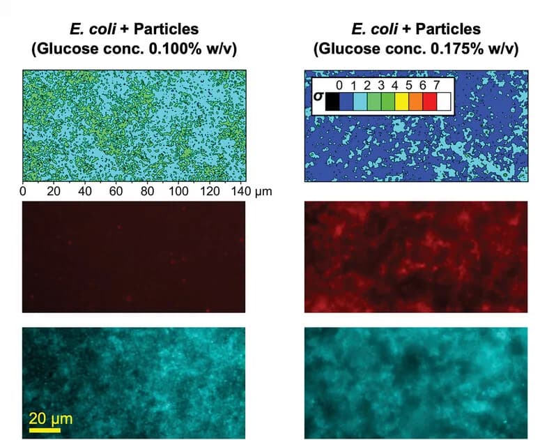 Open access visualization of Microscopy, E. coli Immobilization, DNA Net Formation, Motility Parameter, Bright-Field Microscopy