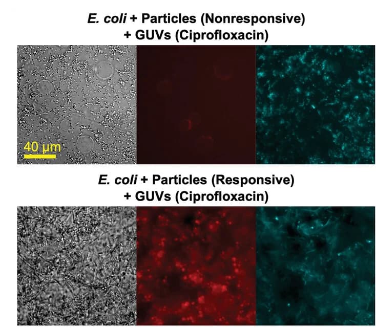 Open access visualization of Microscopy, E. Coli, DNA Particles, Ciprofloxacin, Giant Unilamellar Vesicles