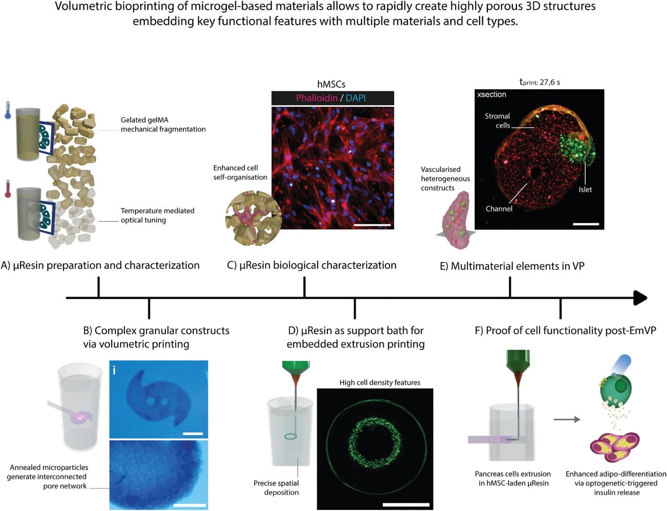 Open access visualization of Microscopy, Photo, Gelatin Microparticles, Mechanical Properties, Rheological Properties