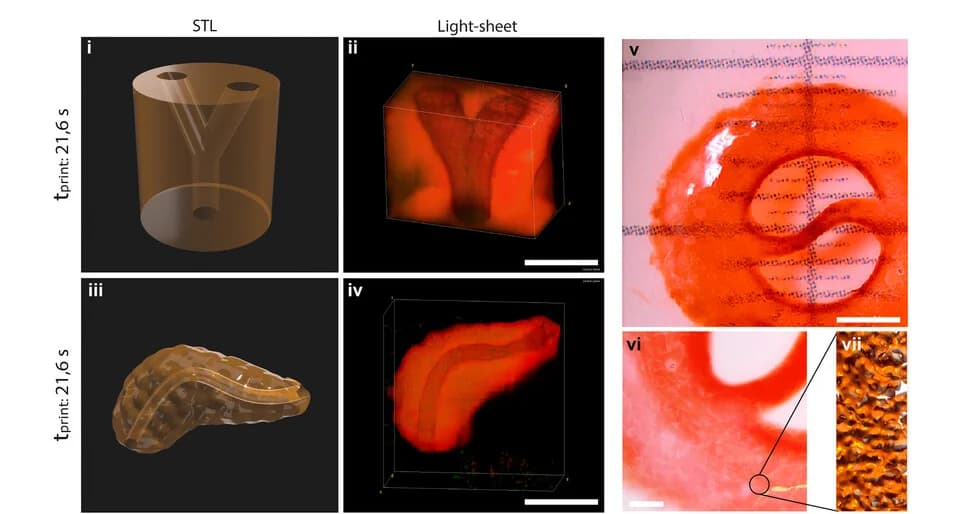 Open access visualization of Microscopy, Photo, 3D Plot, Bioprinted Models, Perfusable Channels