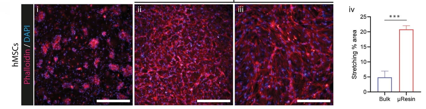 Open access visualization of Microscopy, Bar Plot, Error Bars, hMSCs, Cell Morphology