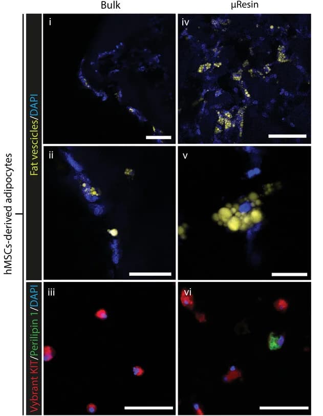 Open access visualization of Microscopy, gelMA, µResin, Cell membrane, Fat vesicles