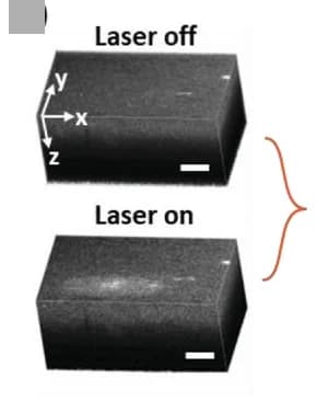 Open access visualization of Microscopy, 3D OCT Images, Tissue Phantom, PNIPAM-NGs, Laser Irradiation