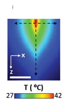 Open access visualization of Heatmap, Numerical Simulation, Cross Sectional Image, Tissue, Laser Beam