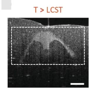 Open access visualization of Microscopy, OCT Image, Brain Phantom, Irradiation, Laser