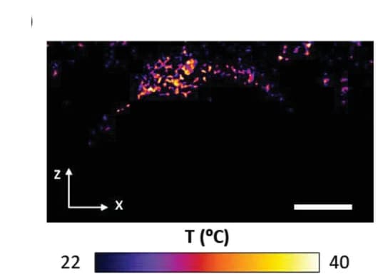 Open access visualization of Microscopy, Thermal Image, Scale Bar