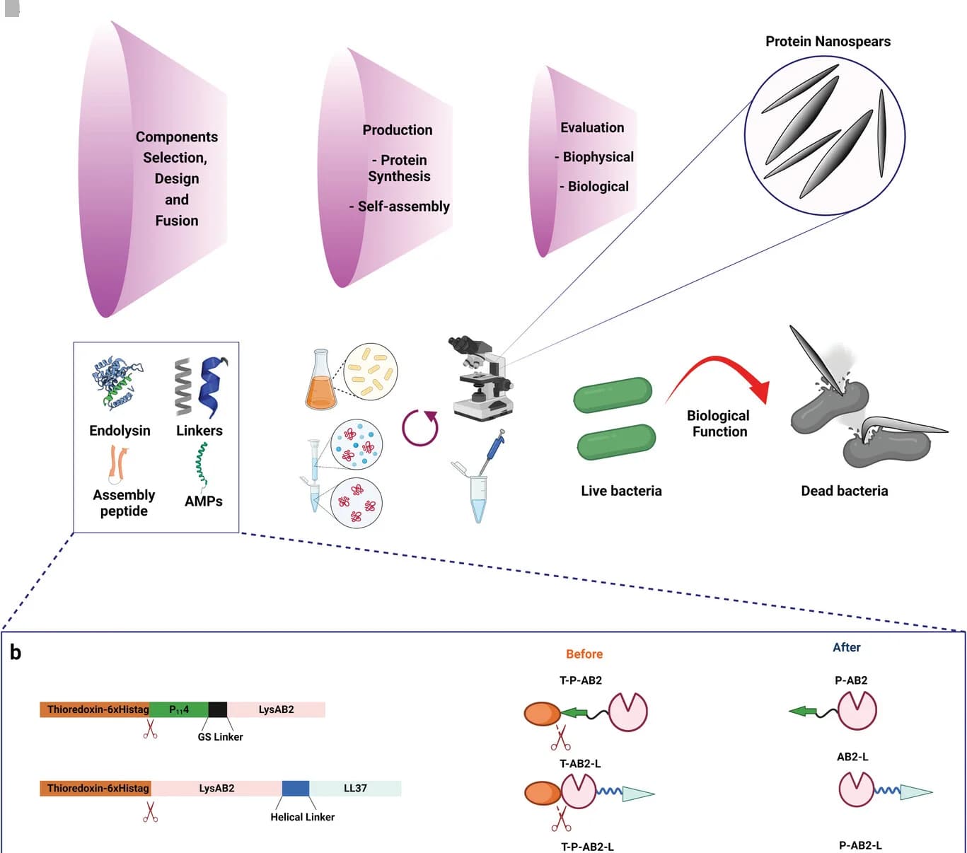 Open access visualization of Workflow, Illustration, Experimental Workflow, Enzymes, Peptides