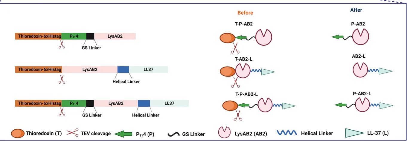 Open access visualization of Workflow, Illustration, Gene Constructs, Fusion Proteins