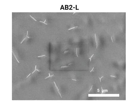 Open access visualization of Microscopy, Scanning Electron Microscopy, AB2-L, P-AB2-L, Protein Nanospears