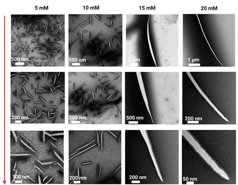 Open access visualization of Microscopy, Negative-Stain Electron Microscopy, P-AB2-L, Protein Nanospears