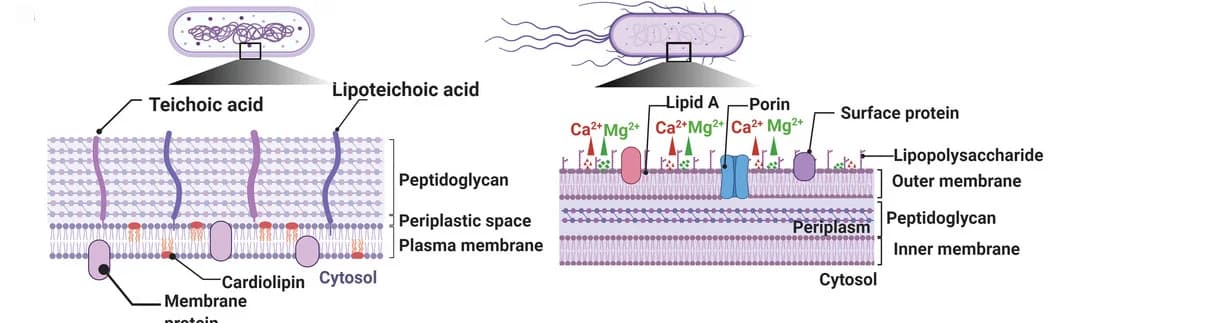 Open access visualization of Illustration, Gram-positive bacteria, Gram-negative bacteria, Outer envelope