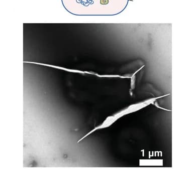 Open access visualization of Microscopy, Attachment, Adherence
