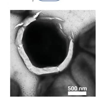 Open access visualization of Microscopy, Engulfment, Macrophage-like Capture