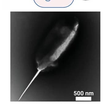Open access visualization of Microscopy, Cell penetration, Cell Ends