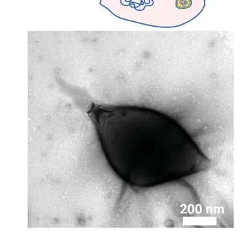 Open access visualization of Microscopy, Cell Stretching