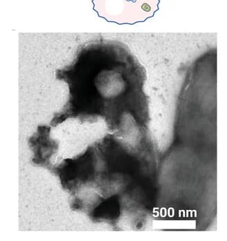 Open access visualization of Microscopy, Cell edge, Surface puncturing