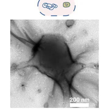 Open access visualization of Microscopy, Hole formation
