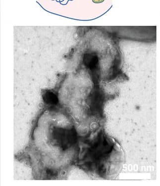 Open access visualization of Microscopy, Envelope fragmentation