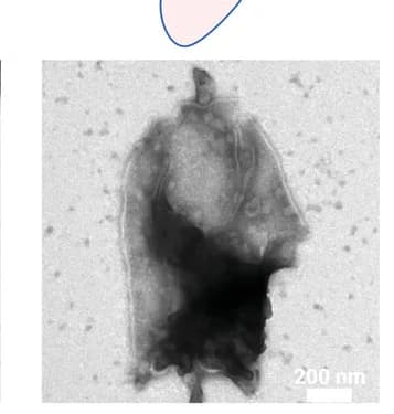 Open access visualization of Microscopy, Cell fragments