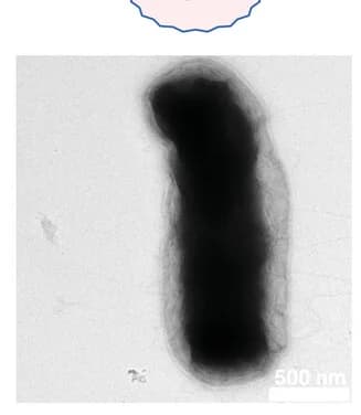 Open access visualization of Microscopy, Envelope deformation